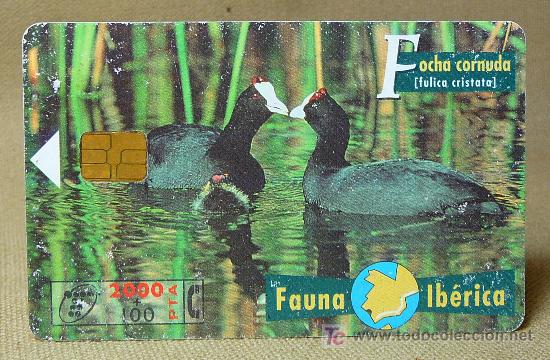 Cartes T&eacute;l&eacute;phoniques de collection: TARJETA TELEFONICA, FAUNA IBERICA, FOCHA CORNUDA