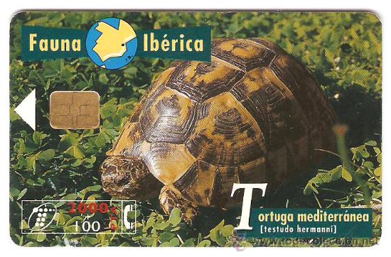 Sammlung von Telefonkarten: TARJETA TELEFONICA FAUNA IBERICA TORTUGA MEDITERRANEA 2000 PESETAS A&Ntilde;OS 90 USADA