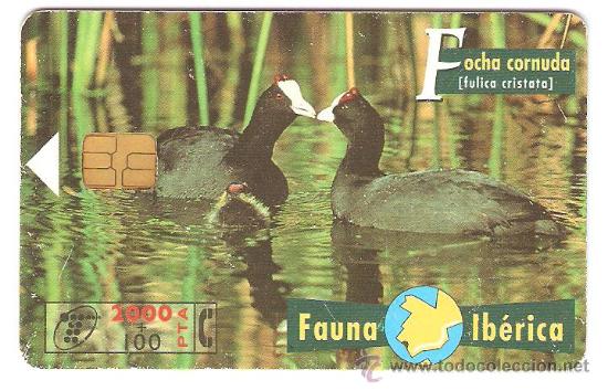 Sammlung von Telefonkarten: TARJETA TELEFONICA FAUNA IBERICA FOCHA CORNUDA 2000 PESETAS A&Ntilde;OS 90 USADA