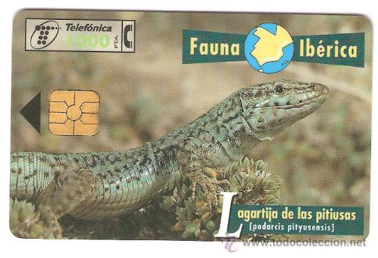 Sammlung von Telefonkarten: TARJETA TELEFONICA FAUNA IBERICA LAGARTIJA DE LAS PITIUSAS 1000 PESETAS A&Ntilde;OS 90 USADA