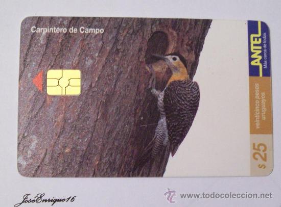 Sammlung von Telefonkarten: TC 117a PAJARO CARPINTERO DE CAMPO, COLAPTES CAMPESTRIS, URUGUAY, ANTEL.- Pivert - Woodpecker