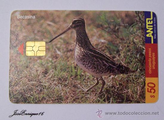 Sammlung von Telefonkarten: TC 120a BECASINA GALLINAGO PARAGUAIAE, URUGUAY, ANTEL.