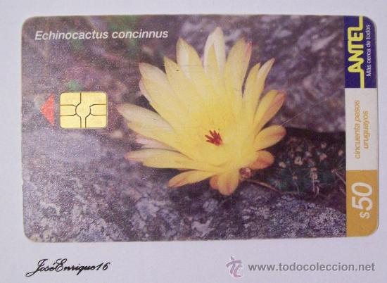Sammlung von Telefonkarten: TC 164a ECHINOCACTUS CONCINNUS - BOLA DE ESPINAS - THORNS