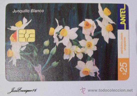 Sammlung von Telefonkarten: TC 228a JUNQUILLO BLANCO - NARCISSUS TAZETTUM - URUGUAY