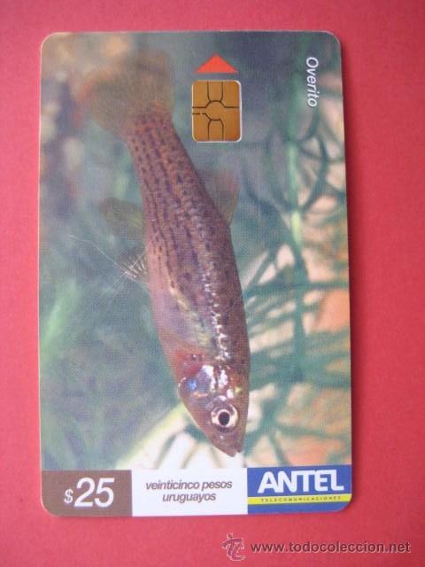 Cart&otilde;es de telefone de cole&ccedil;&atilde;o: ANTEL. URUGUAY. 25 PESOS.VACIA.. ENVIO GRATIS&iexcl;&iexcl;&iexcl;