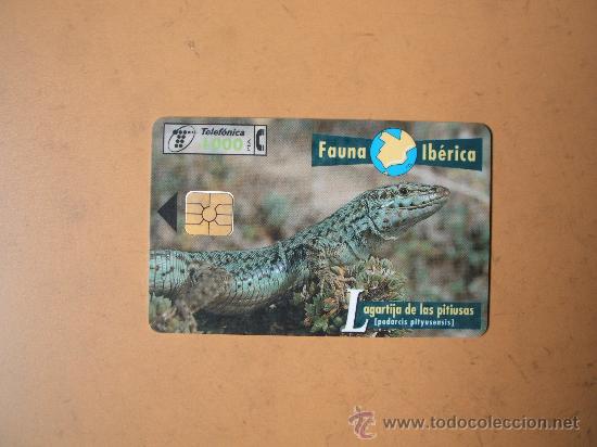 Sammlung von Telefonkarten: tarjeta telefonica espa&ntilde;a,fauna iberica,lagartija de las pitiusas, 1000 pesetas