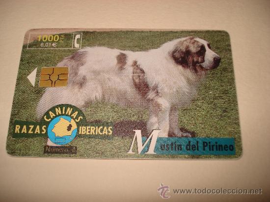 Collection telephone cards: TARJETA TELEFONICA 1000 PTA RAZAS CANINAS IBERICAS MASTIN DEL PIRINEO