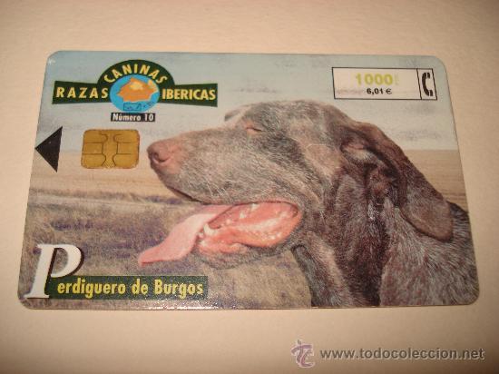 Collection telephone cards: TARJETA TELEFONICA 1000 PTA RAZAS CANINAS IBERICAS PERDIGUERO DE BURGOS