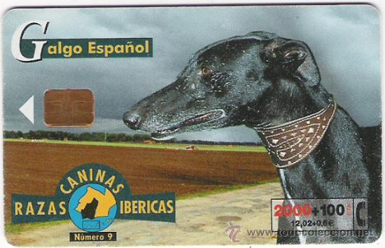 Sammlung von Telefonkarten: TARJETA TELEFONICA - RAZAS CANINAS IBERICAS - N&ordm; 9 - GALGO ESPA&Ntilde;OL