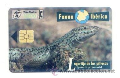 Carte telefoniche di collezione: TARJETA ESPA&Ntilde;OLA TELEFONICA. FAUNA IBERICA LAGARTIJA DE LAS PITIUSAS. TELEFONO. ESPA&Ntilde;A.