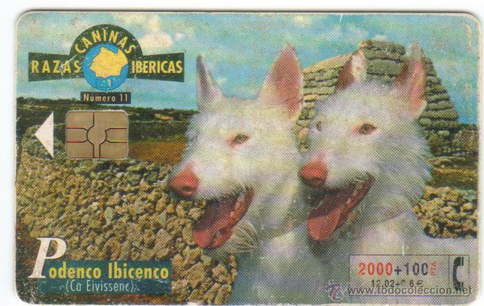 Carte telefoniche di collezione: TARJETA TELEFONICA RAZAS IBERICAS 11/2000 PODENCI IBICENCO B- 088