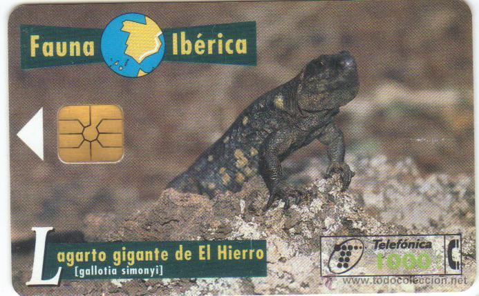 Collection telephone cards: TARJETA TELEFONICA FAUNA LAGARTO GIGANTE DEL HIERRO 0797 TT