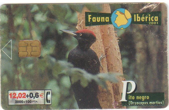 Cartes T&eacute;l&eacute;phoniques de collection: TARJETA TELEFONICA FAUNA AVES PITO NEGRO 0601 TT 2001