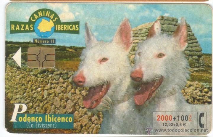 Carte telefoniche di collezione: ESPA&Ntilde;A TT TARJETA TELEFONICA RAZAS CANINAS IBERICAS PODENCO IBICENCO PERROS