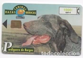 Cart&otilde;es de telefone de cole&ccedil;&atilde;o: Tarjeta telef&oacute;nica Fauna Ib&eacute;rica ( Perdiguero de Burgos )