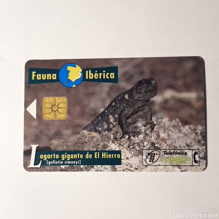 Carte telefoniche di collezione: TARJETA TELEFONICA,FAUNA IB&Eacute;RICA ? LAGARTO GUGANTE DE EL HIERRO