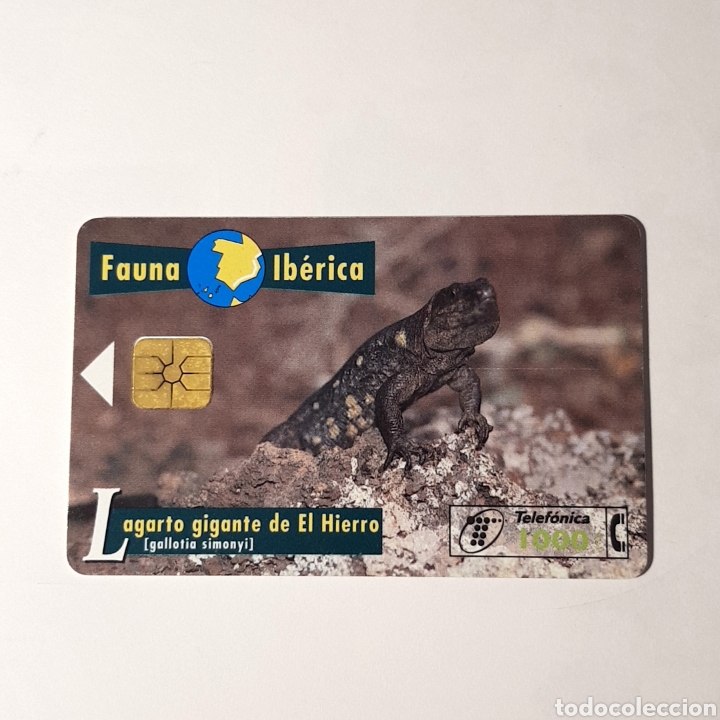 Carte telefoniche di collezione: TARJETA TELEFONICA,FAUNA IB&Eacute;RICA ? LAGARTO GIGANTE DE EL HIERRO