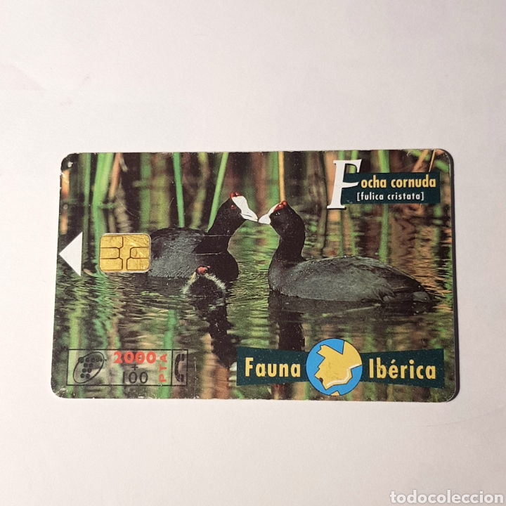 Carte telefoniche di collezione: TARJETA TELEFONICA,FAUNA IB&Eacute;RICA ? FOCHA CORNUDA