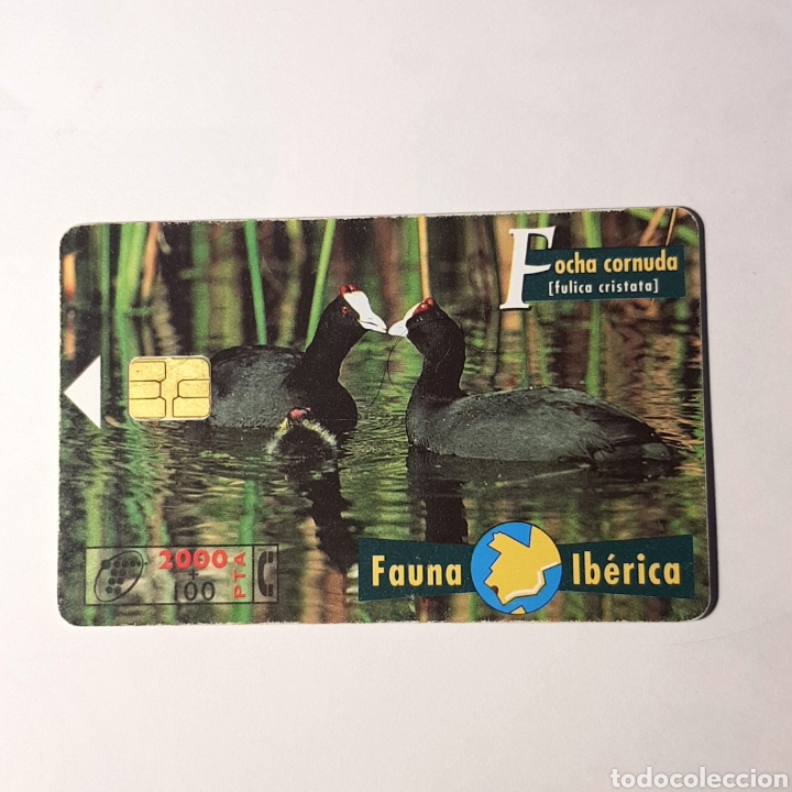 Carte telefoniche di collezione: TARJETA TELEFONICA,FAUNA IB&Eacute;RICA ? FOCHA CORNUDA