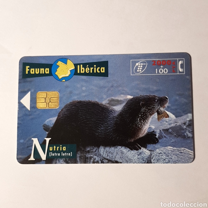 Carte telefoniche di collezione: TARJETA TELEFONICA,FAUNA IB&Eacute;RICA ? NUTRIA