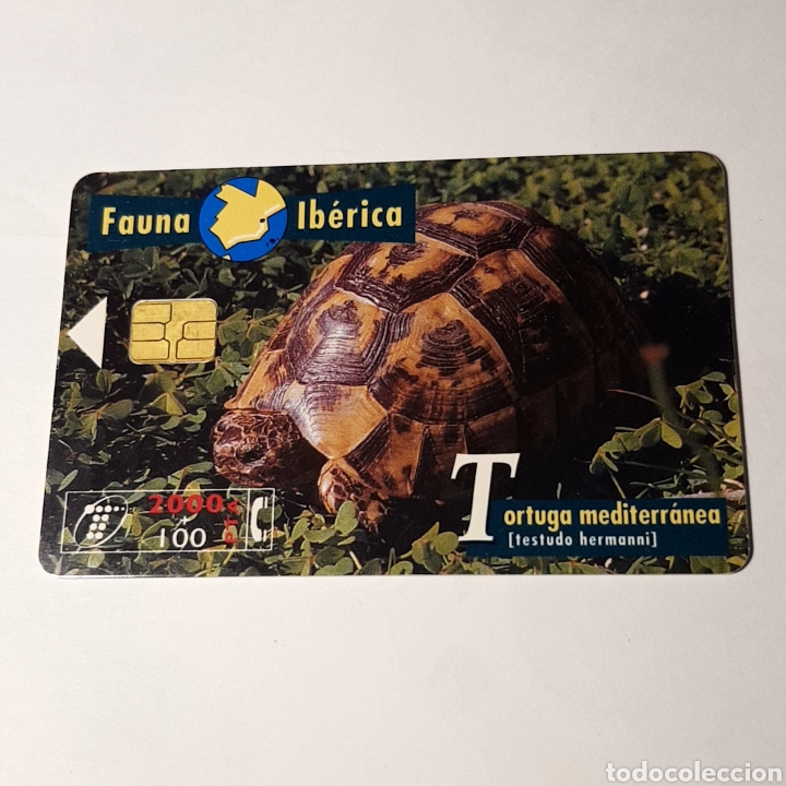 Carte telefoniche di collezione: TARJETA TELEFONICA,FAUNA IB&Eacute;RICA ? TORTUGA MEDITERRANEA