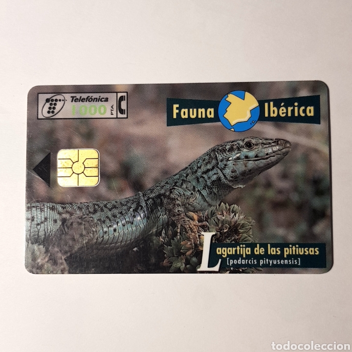 Carte telefoniche di collezione: TARJETA TELEFONICA,FAUNA IB&Eacute;RICA ? LAGATIJA DE LOS PITIUSAS