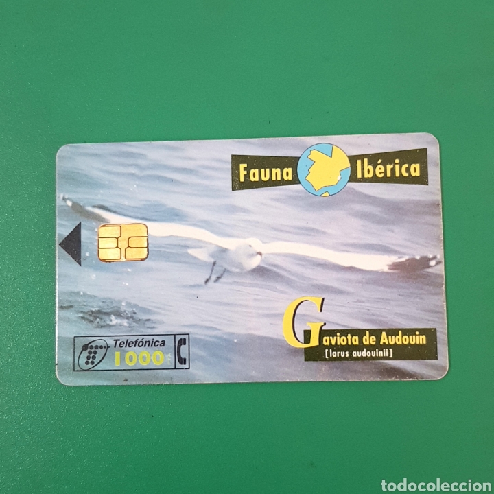 Carte telefoniche di collezione: TARJETA TELEFONICA,FAUNA IB&Eacute;RICA ? GAVIOTA DE AUDOUIN