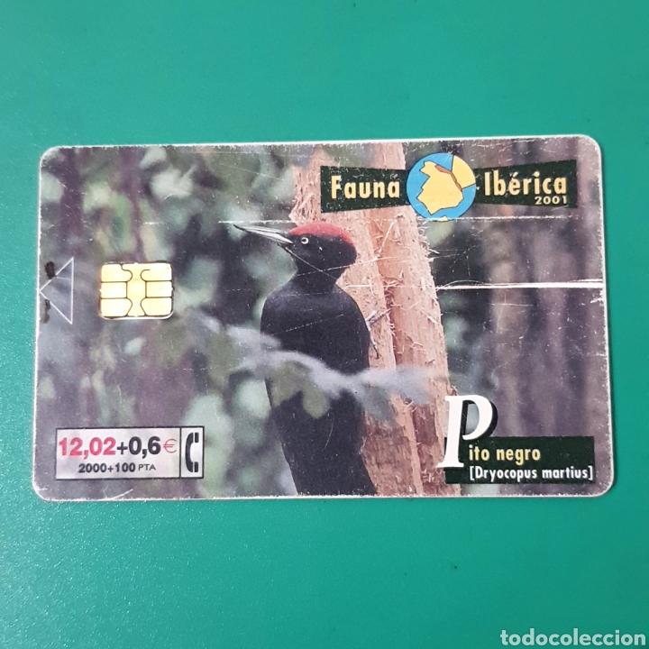Carte telefoniche di collezione: TARJETA TELEFONICA,FAUNA IB&Eacute;RICA ? PITO NEGRO