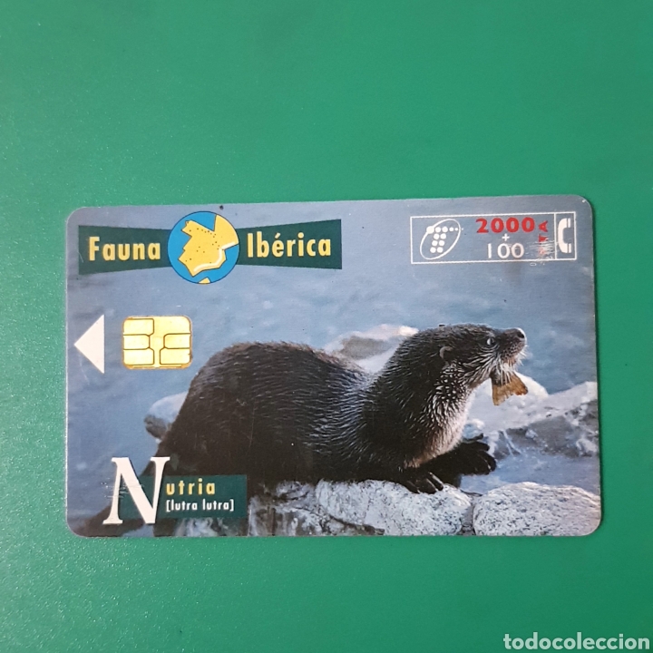 Carte telefoniche di collezione: TARJETA TELEFONICA,FAUNA IB&Eacute;RICA ? NUTRIA