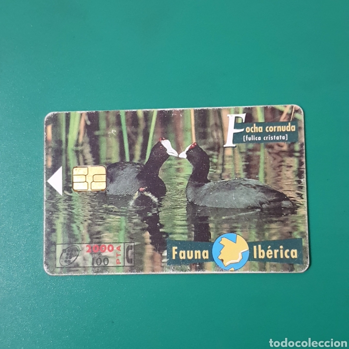 Carte telefoniche di collezione: TARJETA TELEFONICA,FAUNA IB&Eacute;RICA ? FOCHA CORNUDA