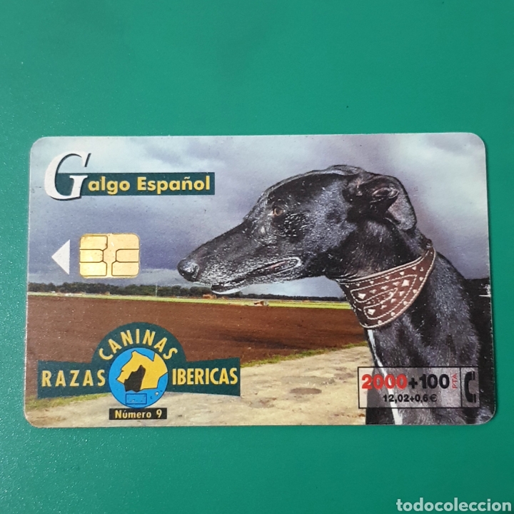 Carte telefoniche di collezione: TARJETA TELEFONICA,RAZAS CANINAS IB&Eacute;RICAS ? GALGO ESPA&Ntilde;OL