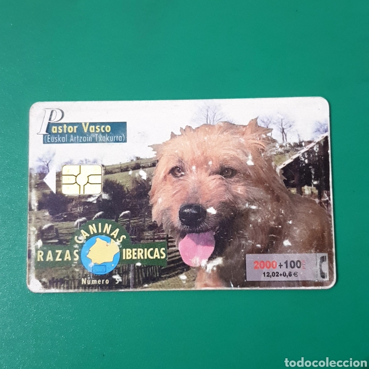 Carte telefoniche di collezione: TARJETA TELEFONICA,RAZAS CANINAS IB&Eacute;RICAS ? PASTOR VASCO
