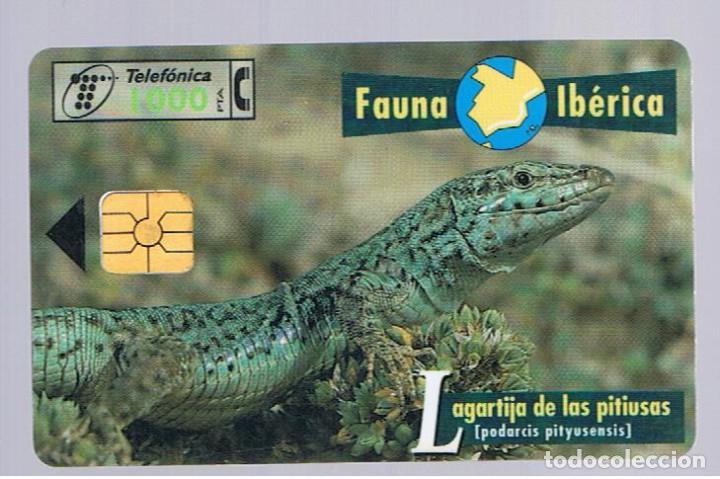 Collection telephone cards: TARJETA TELEFONICA - fauna iberica - lagartija