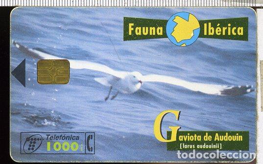 Collection telephone cards: TARJETA TELEFONICA FAUNA IBERICA  GAVIOTA DE AUDOVIN