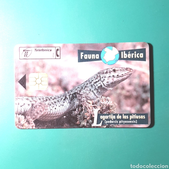 Collection telephone cards: TARJETA TELEFONICA - FAUNA IB&Eacute;RICA / LAGARTIJA DE LAS PITIUSAS