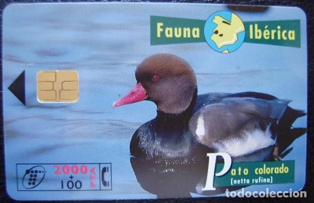 Cartes T&eacute;l&eacute;phoniques de collection: B 55 - PATO COLORADO - GD5 - USADA 1&ordf; CALIDAD - A 315