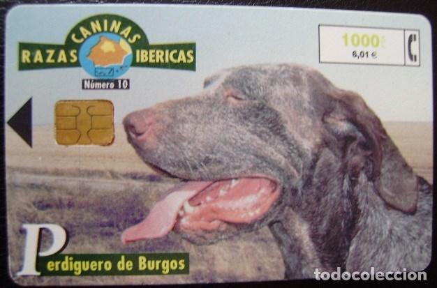 Sammlung von Telefonkarten: B 87 PERRO PERDIGUERO - USADA 1&ordf; CALDAD  - A 351