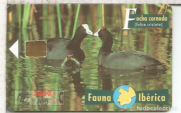 Tarjetas telef&oacute;nicas de colecci&oacute;n: FOCHA CORNUDA  AVE