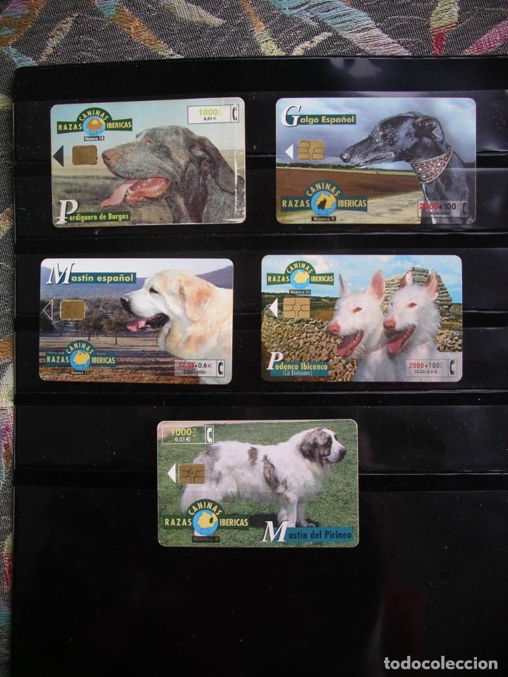 Tarjetas telef&oacute;nicas de colecci&oacute;n: Perros - Foto 1