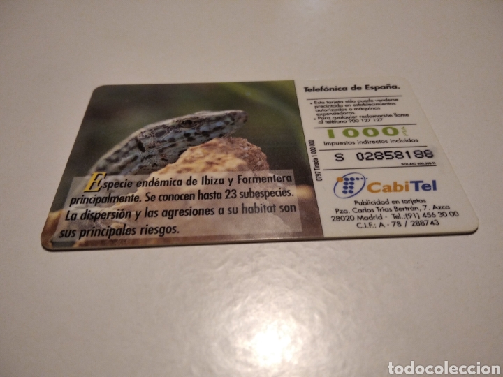 Tarjetas telef&oacute;nicas de colecci&oacute;n: Lagartija de las Pitiusas - Foto 2