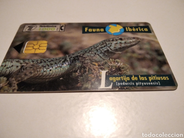 Tarjetas telef&oacute;nicas de colecci&oacute;n: Lagartija de las Pitiusas - Foto 1