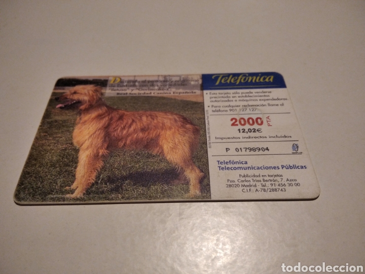 Tarjetas telef&oacute;nicas de colecci&oacute;n: Razas caninas pastor vasco - Foto 2