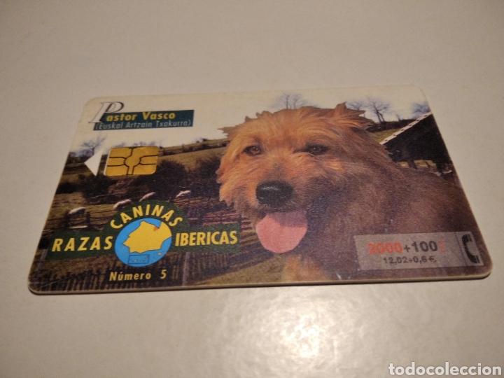 Tarjetas telef&oacute;nicas de colecci&oacute;n: Razas caninas pastor vasco - Foto 1