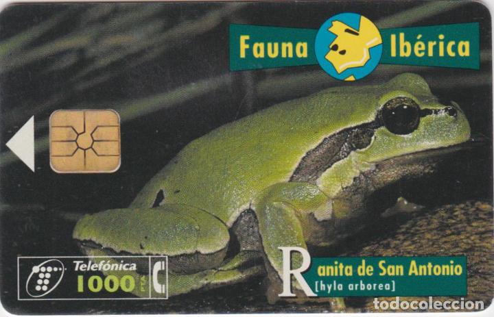 Sammlung von Telefonkarten: FAUNA IB&Eacute;RICA &ndash; RANITA DE SAN ANTONIO