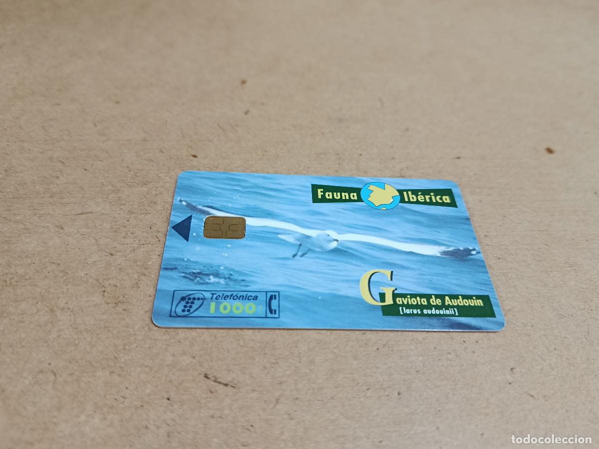 Tarjetas telef&oacute;nicas de colecci&oacute;n: TARJETA TELEF&Oacute;NICA FAUNA IB&Eacute;RICA - GAVIOTA DE AUDOUIN