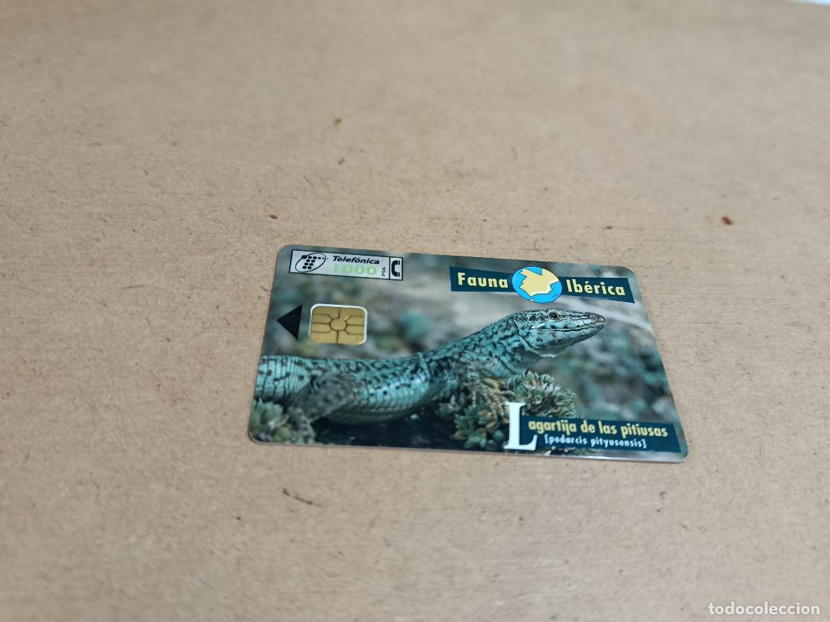 Tarjetas telef&oacute;nicas de colecci&oacute;n: TARJETA TELEF&Oacute;NICA FAUNA IB&Eacute;RICA - LAGARTIJA DE LAS PITIUSAS