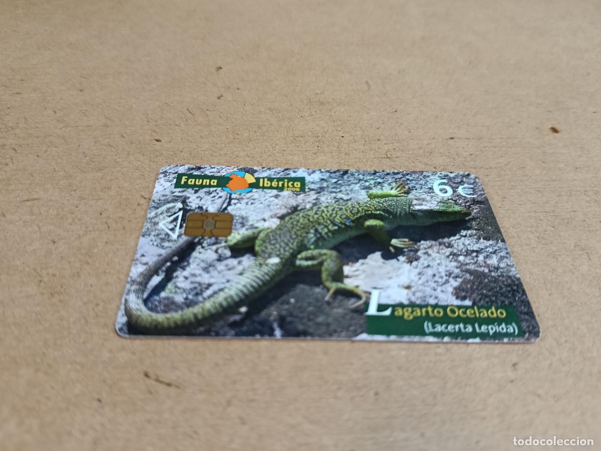 Tarjetas telef&oacute;nicas de colecci&oacute;n: TARJETA TELEF&Oacute;NICA FAUNA IB&Eacute;RICA - LAGARTO OCELADO