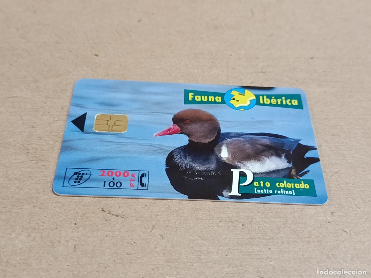 Tarjetas telef&oacute;nicas de colecci&oacute;n: TARJETA TELEF&Oacute;NICA FAUNA IB&Eacute;RICA - PATO COLORADO