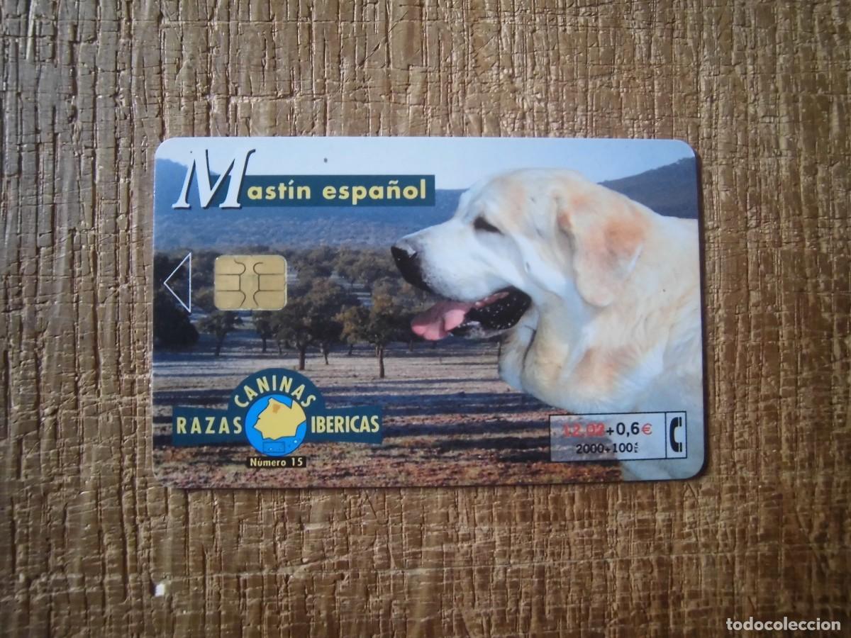 Tarjetas telef&oacute;nicas de colecci&oacute;n: TARJETA TELEF&Oacute;NICA MAST&Iacute;N ESPA&Ntilde;OL RAZAS CANINAS IB&Eacute;RICAS 2000 PESETAS
