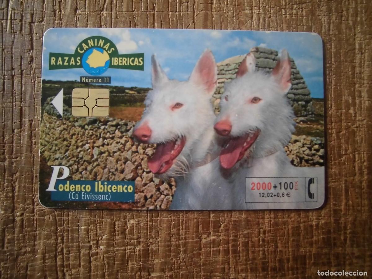 Tarjetas telef&oacute;nicas de colecci&oacute;n: TARJETA TELEF&Oacute;NICA PODENCO IBICENCO RAZAS CANINAS IB&Eacute;RICAS 2000 PESETAS